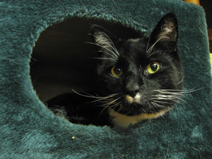 cat